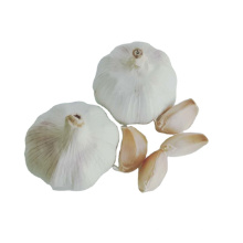 Fresh garlic  &dehydrated garlic direct to export with cheap price by manufacturer for sale